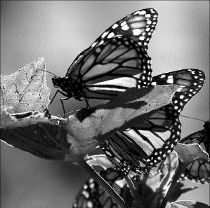 mexico_butterflies_v30op