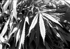 Plantio marihuana 1