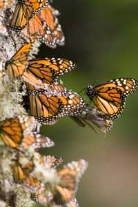 Como parte de las acciones de protección a la mariposa monarca, autoridades de Semarnat informaron que disminuyó 50% la tala de árboles en sus santuarios