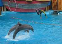 Activistas critican que se promueva la diversión a costa del sufrimiento de los delfines