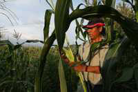 Agricultor de Guerrero corta su mila
