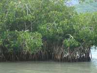 Irreversible, la destrucción de los manglares, pese a señalamientos de algunas autoridades en contra
