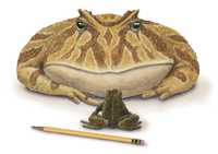 Recreación artística que muestra las dimensiones de la rana diablo en comparación con anfibios actuales