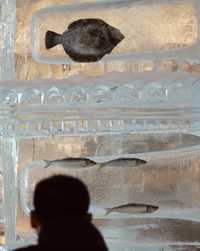 Un hombre observa un pescado congelado dentro de un bloque de hielo, durante el Festival de Nieve, en Sapporo, Japón