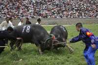 Entre las actividades que se llevaron a cabo para celebrar las fiestas tradicionales de May Day, en China, se organizó una pelea de toros (arriba) en la provincia de Kaili, en Guizhou, el pasado viernes
