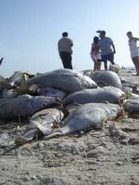 A cambio de jornales de 80 pesos, unos 2 mil pescadores yucatecos entierran especies marinas que han aparecido muertas en Puerto Progreso