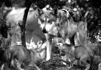 Cachorros del lobo mexicano en el zoológico de Chapultepec