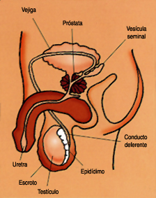 ls-pene1
