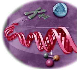 dna1