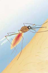 mosquito