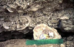 vesticos.regla.2