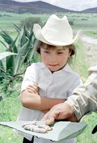 Gusanos de Maguey