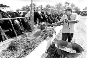 comarca-vacas-2-jpg