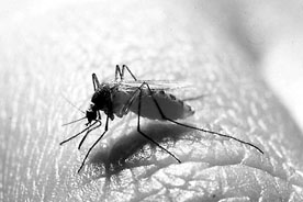 mosquito1