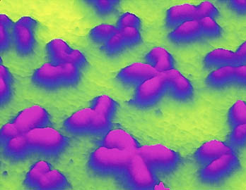 SCIENCE_GENOME