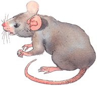raton