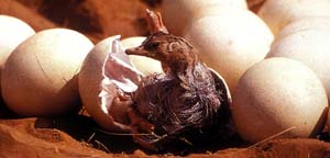 muerte en aves-2