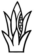 maiz-2