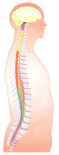 columna vertebral