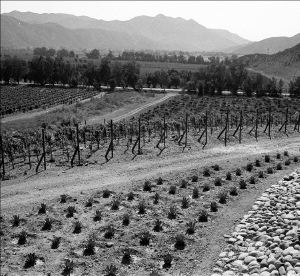 vinedos