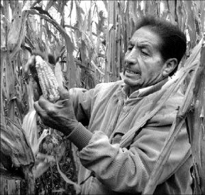 atenco-campesino-maiz