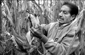 atenco-campesino-maiz