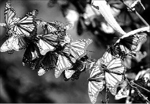 mariposa-monarca-mich-jpg