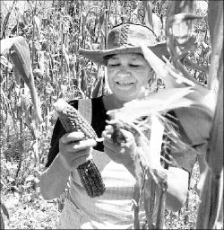 campesina-cosecha-maiz