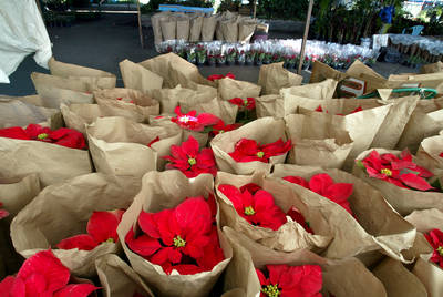 Nochebuenas foráneas desploman venta de esas flores en Xochimilco - La  Jornada
