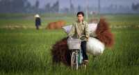 Una vietnamita se transporta en bicicleta en en campo de Vihn, mientras que en Bangkok, cientos de especialistas alertaron sobre los recursos disponibles para frenar el aumento de calor en el mundo
