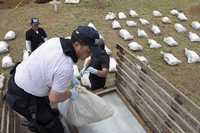Autoridades levantan los restos de 57 personas que fueron encontradas el pasado 26 de abril en la ciudad La Cooperativa