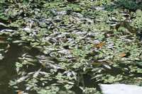 Las aguas del río Coatzacoalcos volvieron a llenarse de peces muertos procedentes del arroyo Gopala. Los pescadores de la localidad exigen investigar las causas