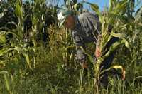 Los campesinos manifestaron que la política agropecuaria del actual régimen está "coja", pues no toma en cuenta sus propuestas. En la imagen, un productor en Sinaloa