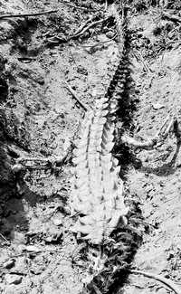 Una de las osamentas de cocodrilo halladas en la laguna de Chautengo, Guerrero