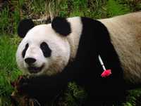 El panda Xiang Xiang en el momento de ser anestesiado, la víspera de ser puesto en libertad en la reserva natural de Wolong