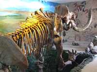 Restos de un mamut se encuentran bajo resguardo en el Museo Paleontológico de Coacalco, ubicado en el poblado La Magdalena Huizachitla