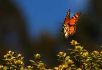 Contribuye a la salud de los oyameles, parte de la Biosfera de la Mariposa Monarca