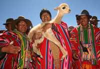 El presidente Evo Morales alza una vicuña recién nacida, ayer durante una visita a Ulla Ulla, un pequeño poblado andino que recientemente exportó 950 kilos de la preciada y cálida lana de esos camélidos sudamericanos, muy apreciada por casas de alta costura de Europa