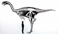La imagen muestra una comparación entre el tamaño de un Gigantoraptor y un ser humano. La ilustración se usó durante la presentación de los fósiles del dinosaurio, que medía más de cinco metros. Los restos fueron encontrados en China