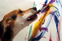 Sammy, un sabueso, pinta al óleo con un pincel que está atado a un hueso de juguete. El perro es propiedad de Mary Stadelbacher, quien colecciona las creaciones del animal. Sus obras, junto con las de otros tres canes, han sido mostradas en la galería de la Universidad de Salisbury, en Estados Unidos