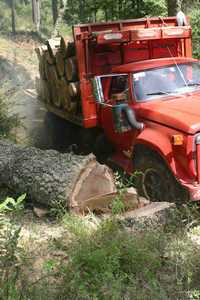 Un camión sale cargado de madera cortada en el parque nacional El Chico