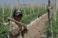 Pese a que la Constitución prohíbe el trabajo infantil es común ver niños jornaleros en los campos de Sinaloa