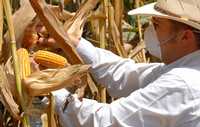 El grano mexicano está en riesgo, ante la posibilidad de que se autorice el cultivo de maíz genéticamente modificado. Grupos ecologistas apremian a que se legisle en la materia