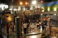 Imponente ejemplar de un Tiranosaurio Rex, de más de tres metros de altura y 11 de largo, es parte de lo que expone el recinto a sus visitantes