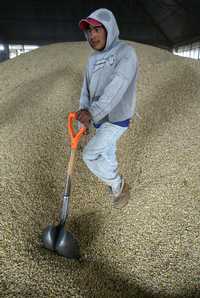 Un instante en la bodega de la organización Juan de la Granja, de la Industrializadora de Maíz Mexicano, propietaria de las tortillerías Nuestro Maíz, que elabora su producto con cereal 100 por ciento nacional, en el municipio de Grajales, Puebla. Imagen de archivo