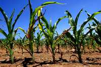Plantación de maíz en New Berlin, Illinois, Estados Unidos, afectadas por la falta de lluvias, en imagen de la semana pasada