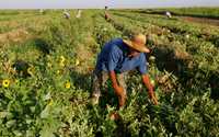 Trabajo agrícola en Texas