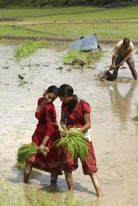 El arroz es uno del os alimentos básicos de la cocina española, especialmente en la mediterránea. En la imagen: dos campesinas lo cosechan en Katmandú, Nepal