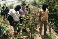 Los indígenas bases de apoyo del EZLN construyeron un vivero para cultivar rosas cerca del área natural protegida de Huitepec * Moysés Zúñiga Santiago