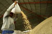 Trabajador descarga grano en la bodega de una empresa industrializadora de maíz en Grajales, Puebla